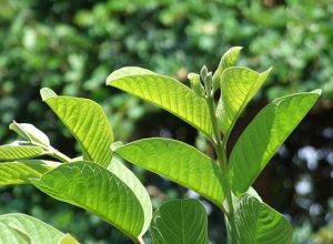 Điều trị viêm loét dạ dày bằng lá ổi non hiệu quả 100 người dùng thì 99 người khỏi bệnh